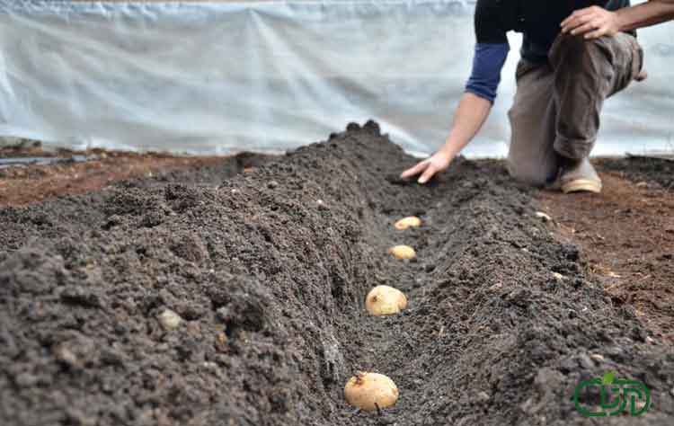 آموزش کاشت سیب زمینی بذری